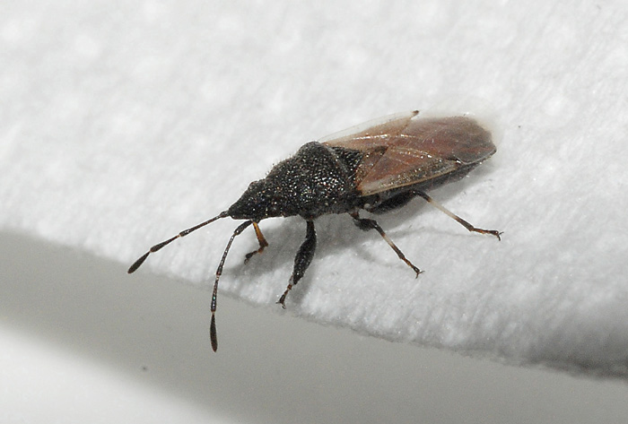 Lygaeidae: Oxycarenus hyalinipennis dell''Emilia (MO)